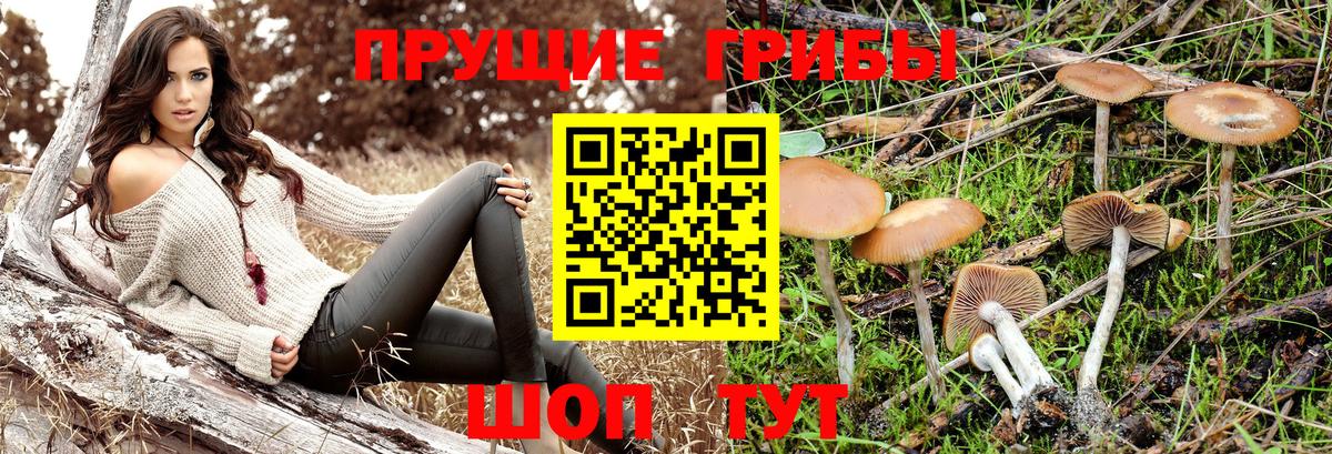 Псилоцибиновые грибы GOLDEN TEACHER Гурьевск